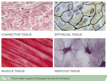tissue types