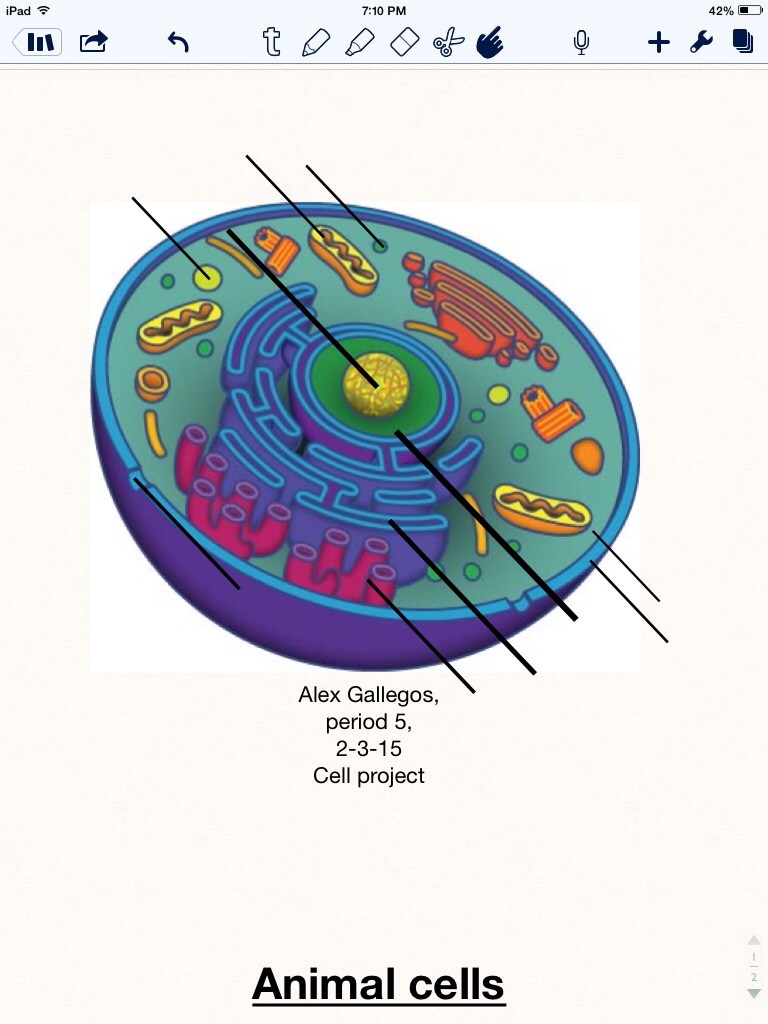 animal cell project