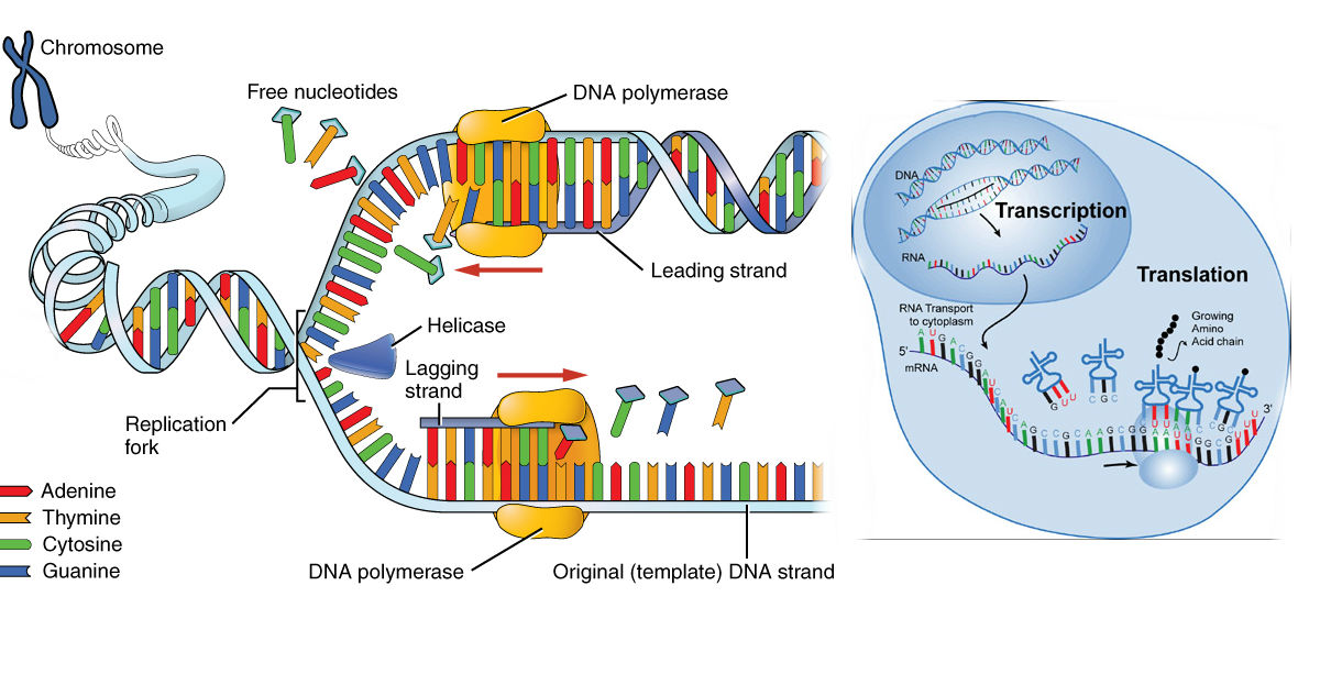 central dogma
