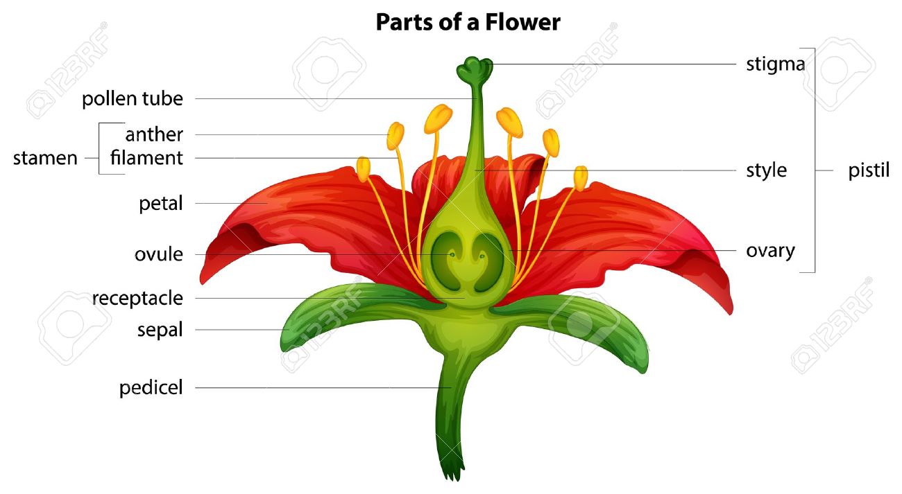 In Style Flowers flower part style www imgkid the image kid has it In Style Flowers flower part style www imgkid the image kid has it