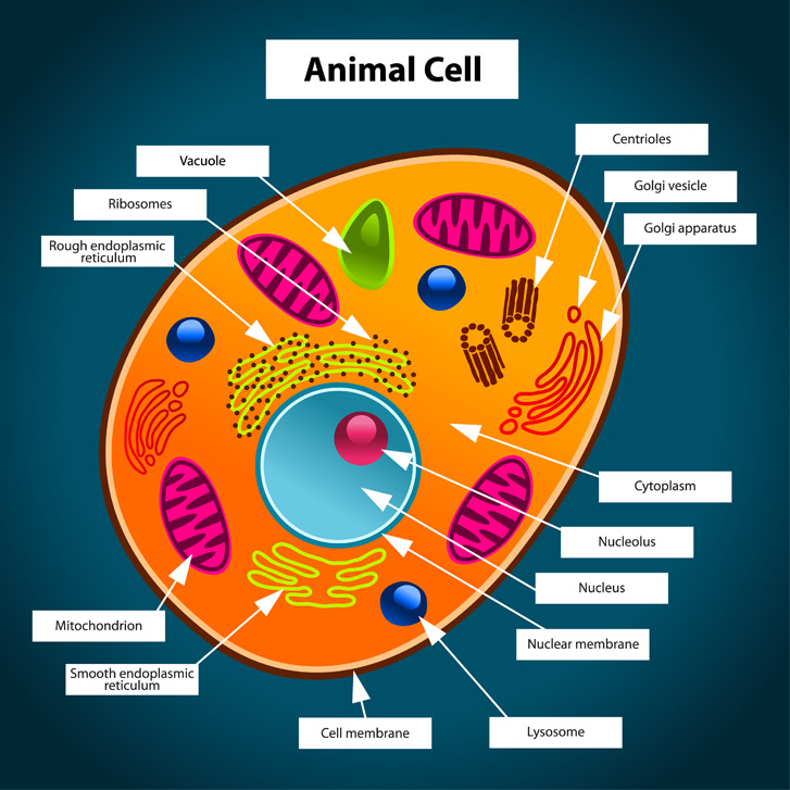 animal cell analogy