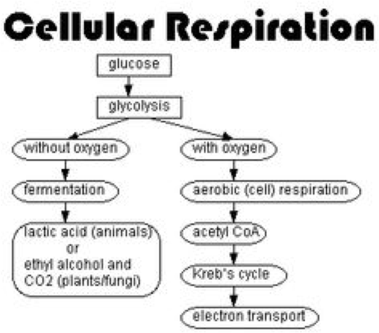 compare and contrast photosynthesis and cellular respiration essay compare and contrast photosynthesis and cellular respiration essay