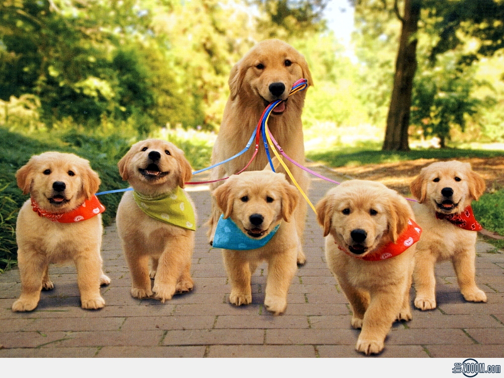 Puppies To Then Dogs Puppies To Then Dogs