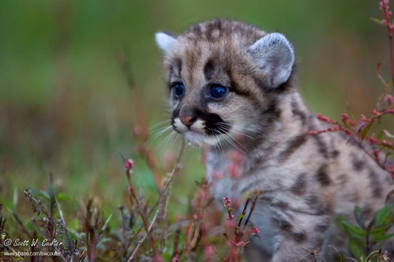 eastern puma cub