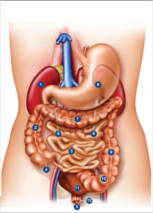 anatomie spijsverteringsstelsel