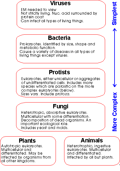 Animal Kingdom Characteristics Of The Five Kingdoms Char Animal Kingdom Characteristics Of The Five Kingdoms Char