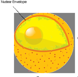Definition Of Nucleolus For Kids To Understand Definition Of Nucleolus For Kids To Understand