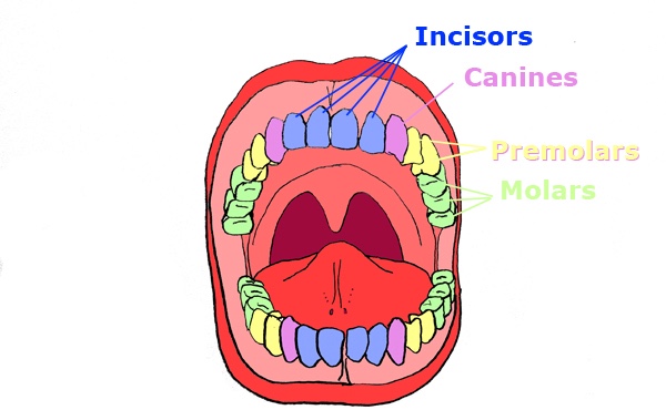 Digestive system