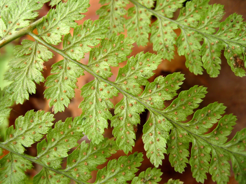 nonvascular and vascular plants nonvascular plants