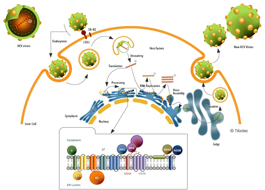 Replicacion Del Virus De La Hepatitis C