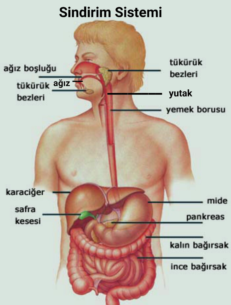 İnsan sindirim sistemi. Bağırsak yapısı İnsan sindirim sistemi. Bağırsak yapısı