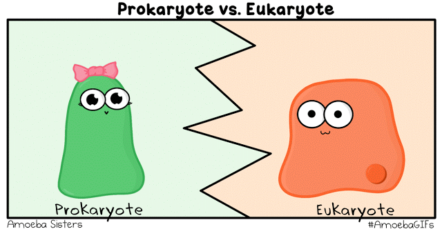 Prokaryote vs. Eukaryote GIF by the Amoeba Sisters