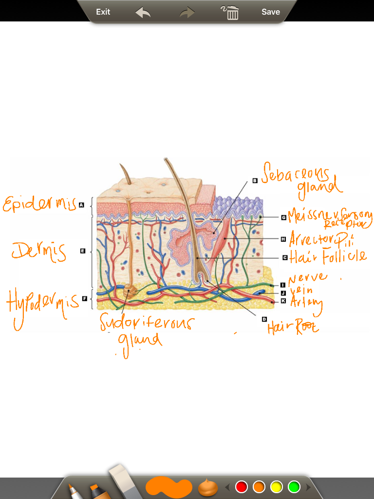 32 Integumentary System Label - Labels For Your Ideas
