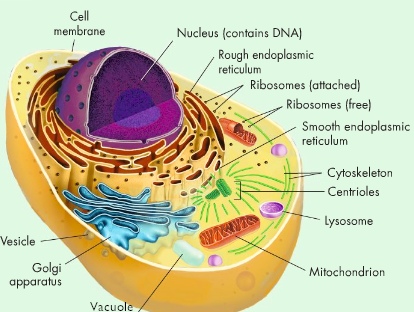 What is a rough endoplasmic reticulum analogy?