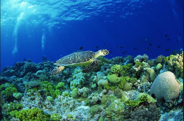 aquatic ecosystem maha qureshi