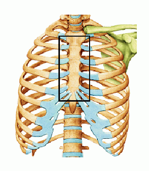 las costillas en el cuerpo humano